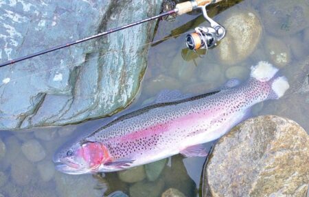 出遅れで苦戦　～天竜川ルアーフライテンカラ専用区～